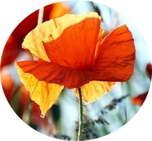 Bridges to Sustainable Worlds